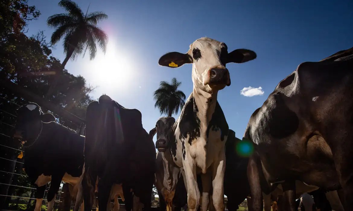 União Europeia oficializa veto a carne brasileira a partir de setembro