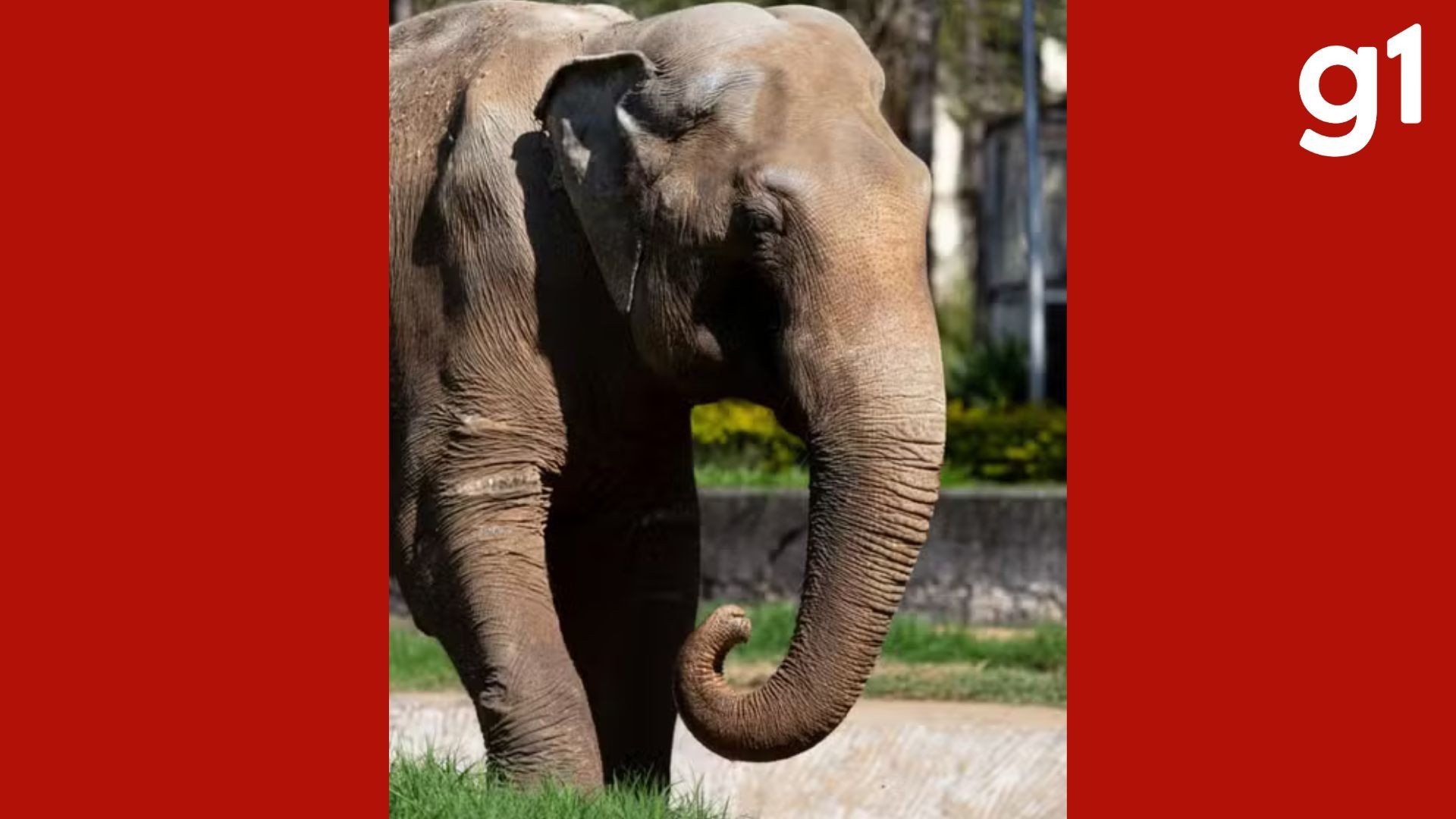 Elefante Sandro chega ao Santuário após viagem de 1,6 mil km; conheça os próximos passos da adaptação em MT