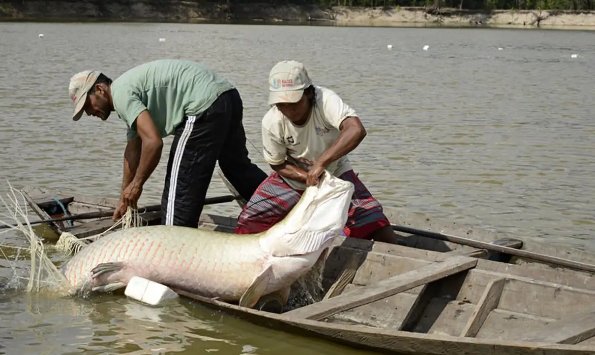 Pesquisa inédita com genoma protege espécies de peixes da Amazônia