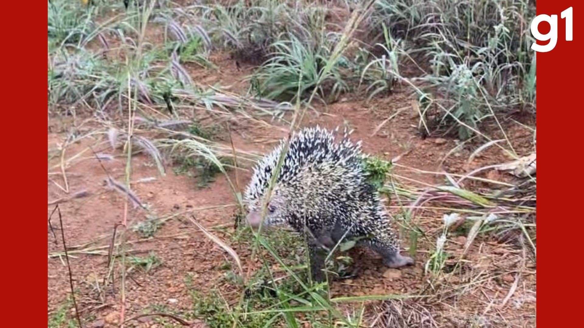 Porco-espinho é encontrado em armário de cozinha e resgatado pelos bombeiros em MT