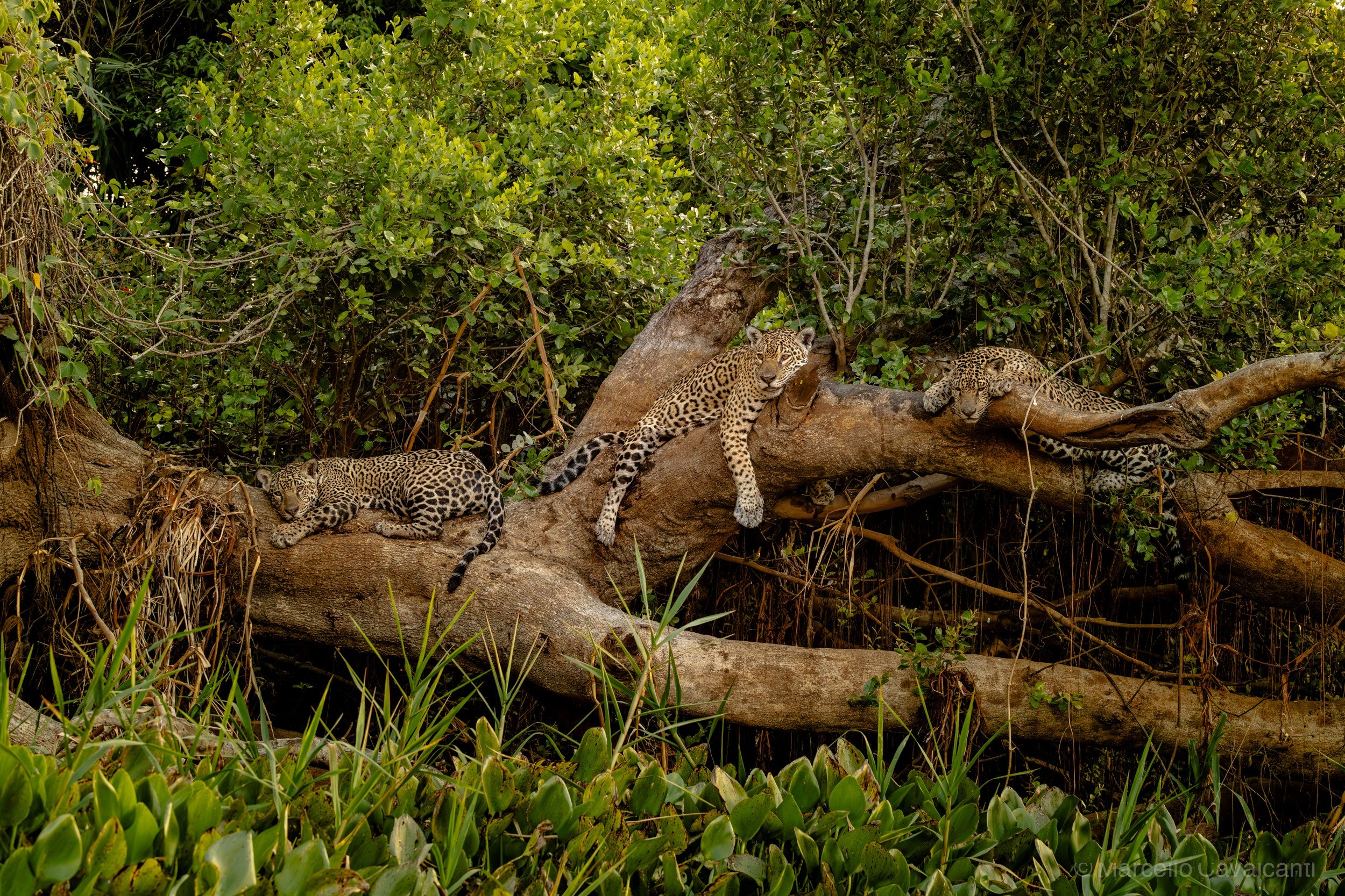 Três onças e uma árvore: fotógrafo registra onça-pintada com filhotes no Pantanal de MT