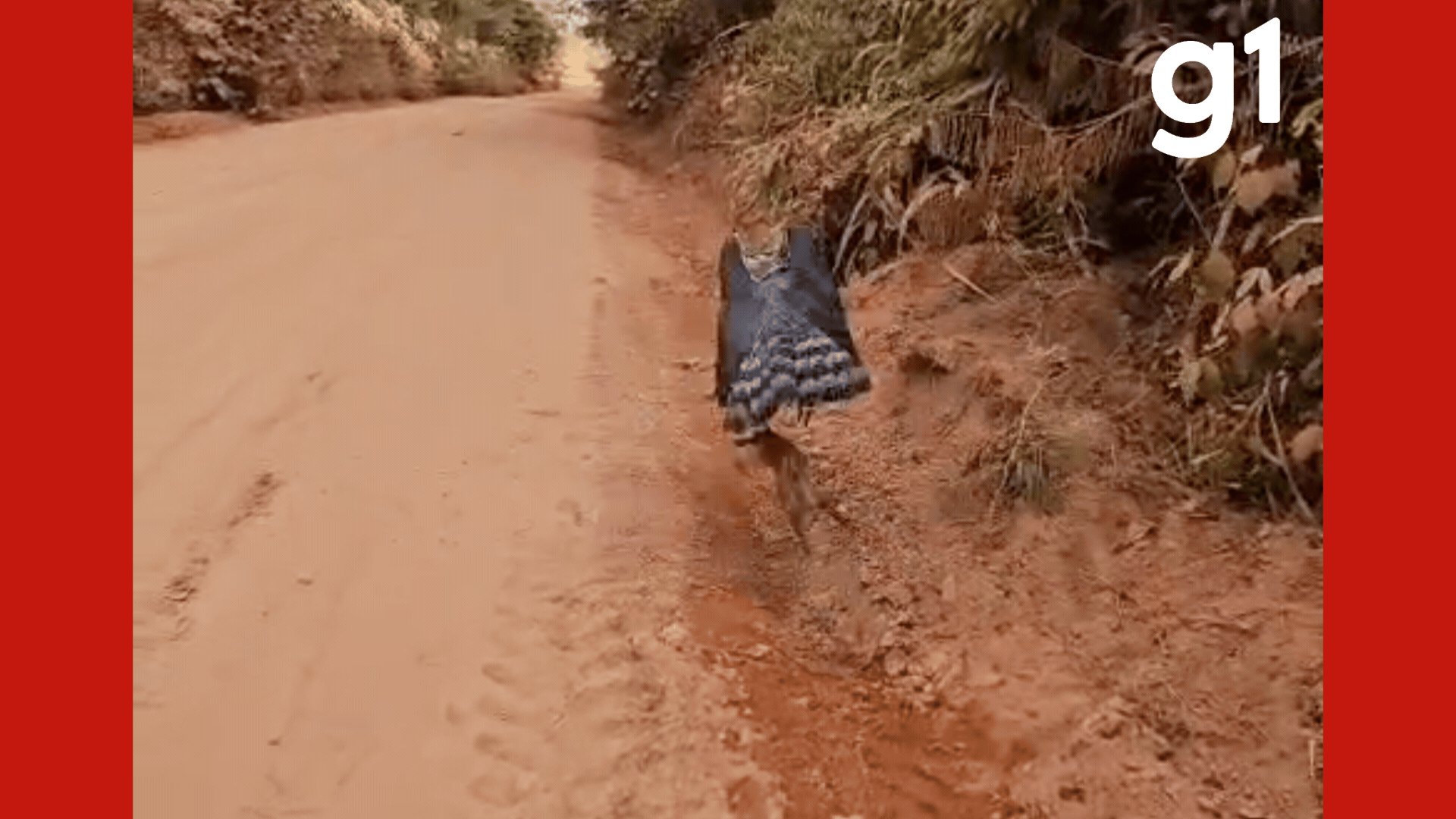 VÍDEO: gavião ameaçado de extinção é flagrado caçando às margens da MT-160