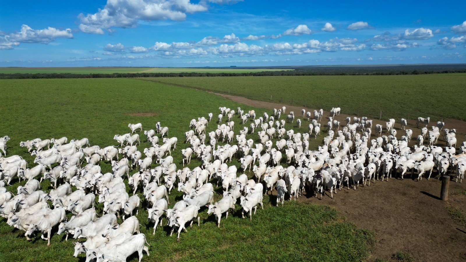 Pecuária de MT quase dobra produção de carne por hectare em 15 anos com avanço tecnológico