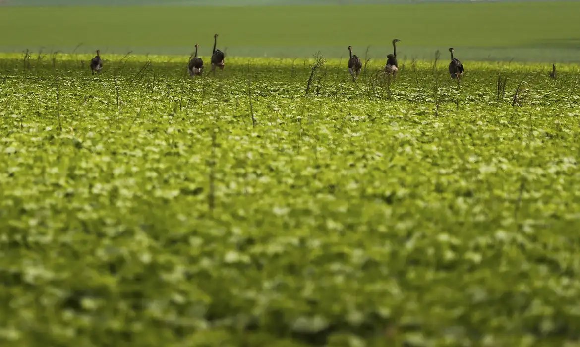 CMN passa a exigir fotos com localização comprovada em seguro rural