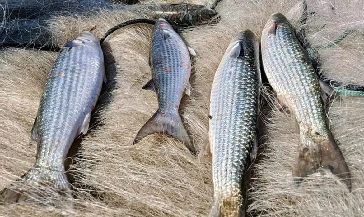 Pesca de tainha na modalidade arrasto de praia está suspensa