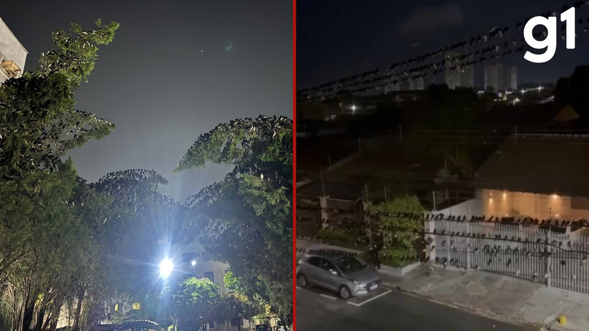 VÍDEO: nuvem com milhares de andorinhas sobrevoam condomínio em Cuiabá em busca de alimento