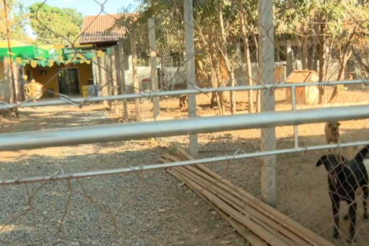 Cães morrem em galpão improvisado de Cuiabá e prefeito cita boicote