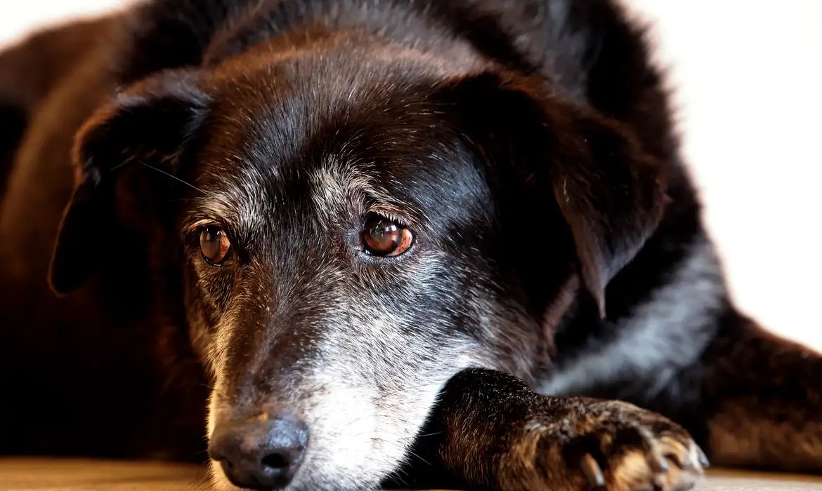 Justiça condena lojista a 5 anos de reclusão por maus-tratos a cães