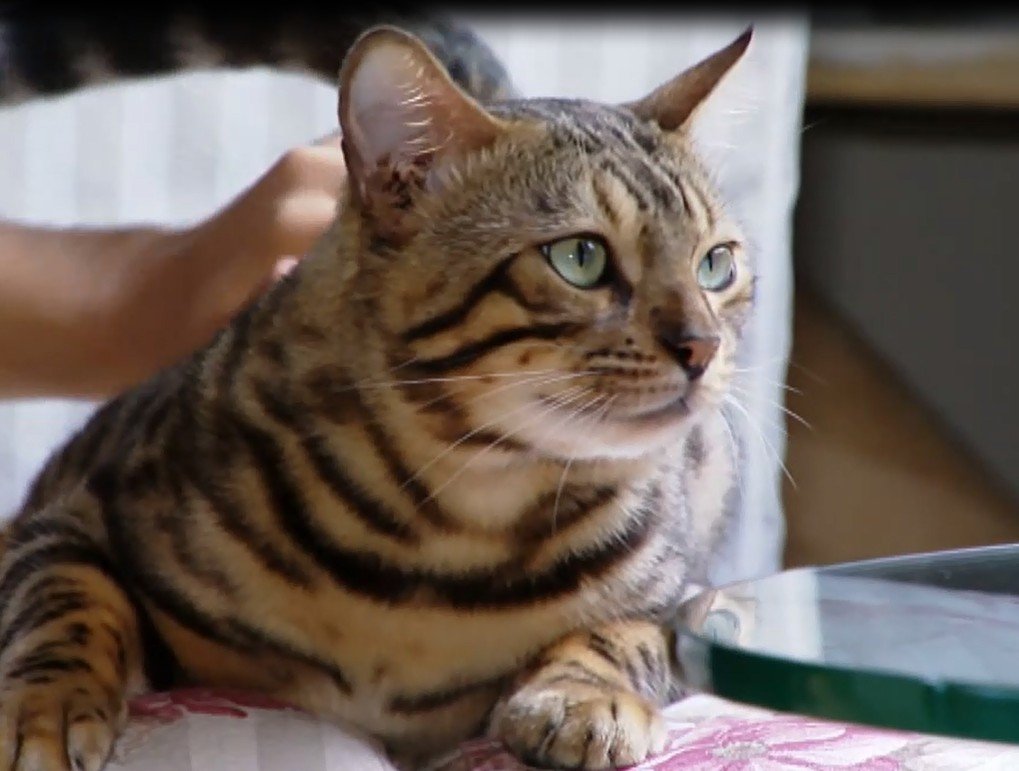 Tutora é alvo da Justiça após gato que se parece com jaguatirica invadir casa de vizinha em MT