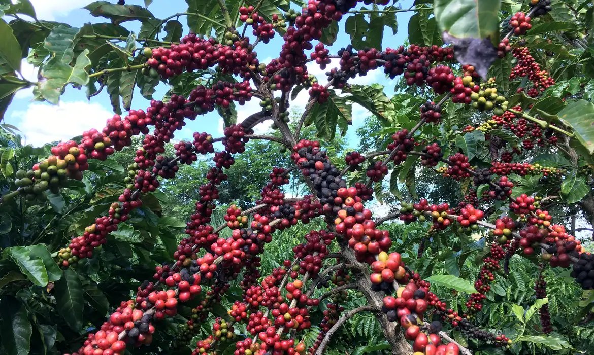 Exigências regulatórias da UE podem embarreirar pequenos cafeicultores