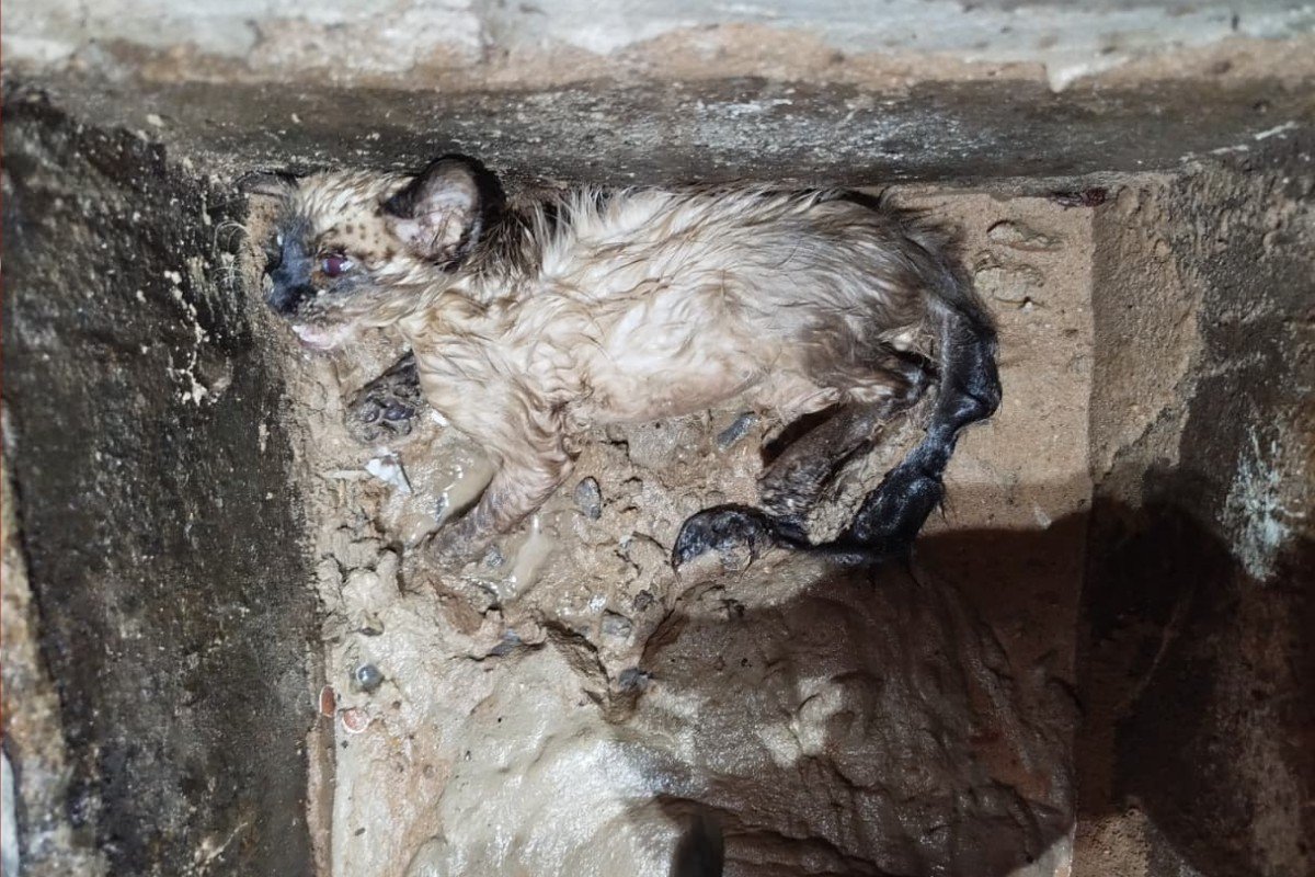 Filhote de gato é resgatado após ficar grudado em concreto com água até pescoço em MT; VÍDEO