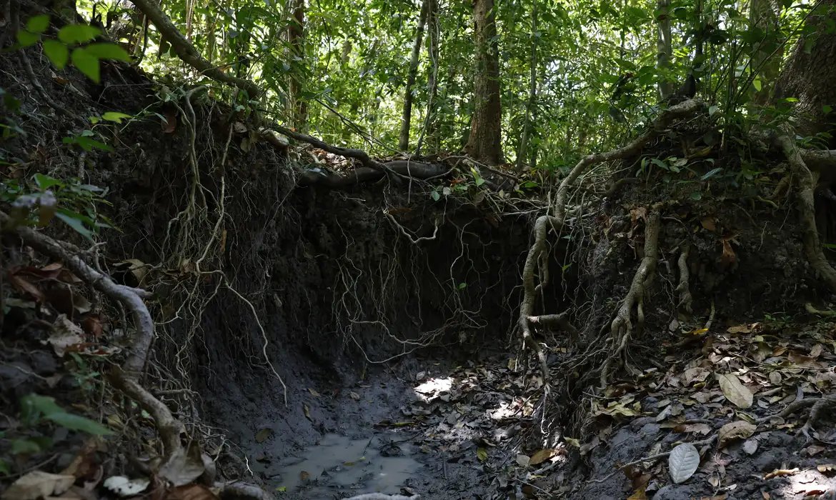 Brasil tem mais de 37 bilhões de toneladas de carbono orgânico no solo