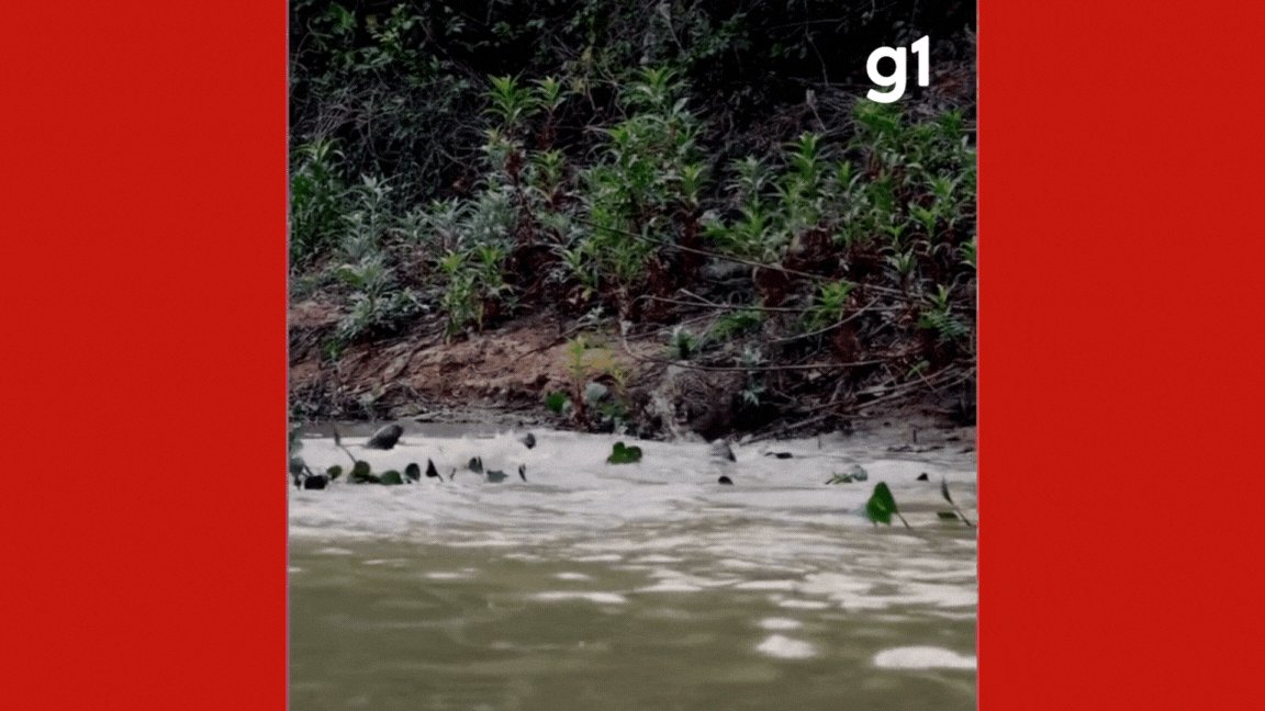 VÍDEO: ariranhas 'gritam' e espantam onça-pintada em disputa por território no Pantanal de MT