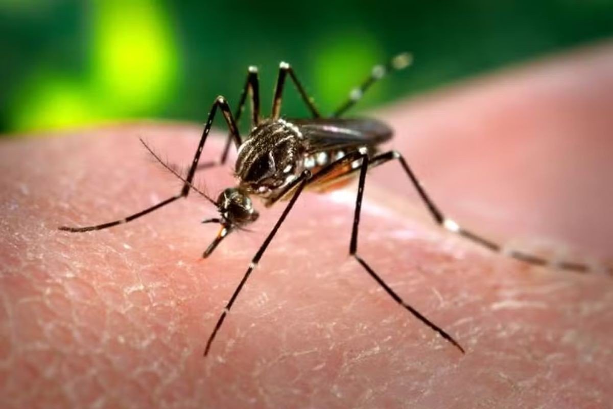 Cuiabá tem queda de 25,5% nos casos de dengue e entra em 'zona de normalidade'