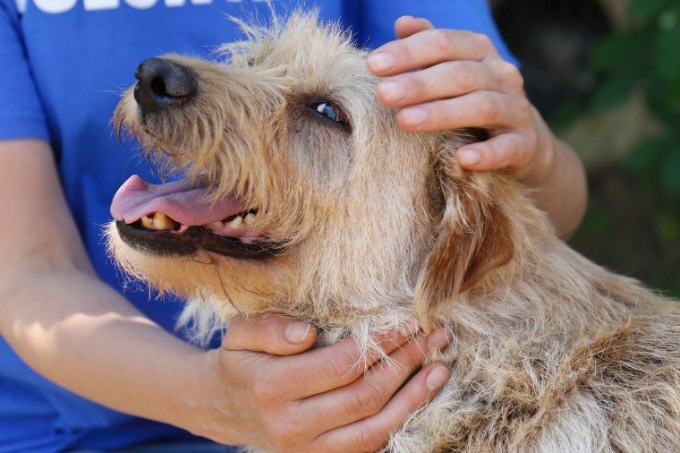 MP aciona Justiça após município descumprir decisão sobre controle de animais de rua em MT