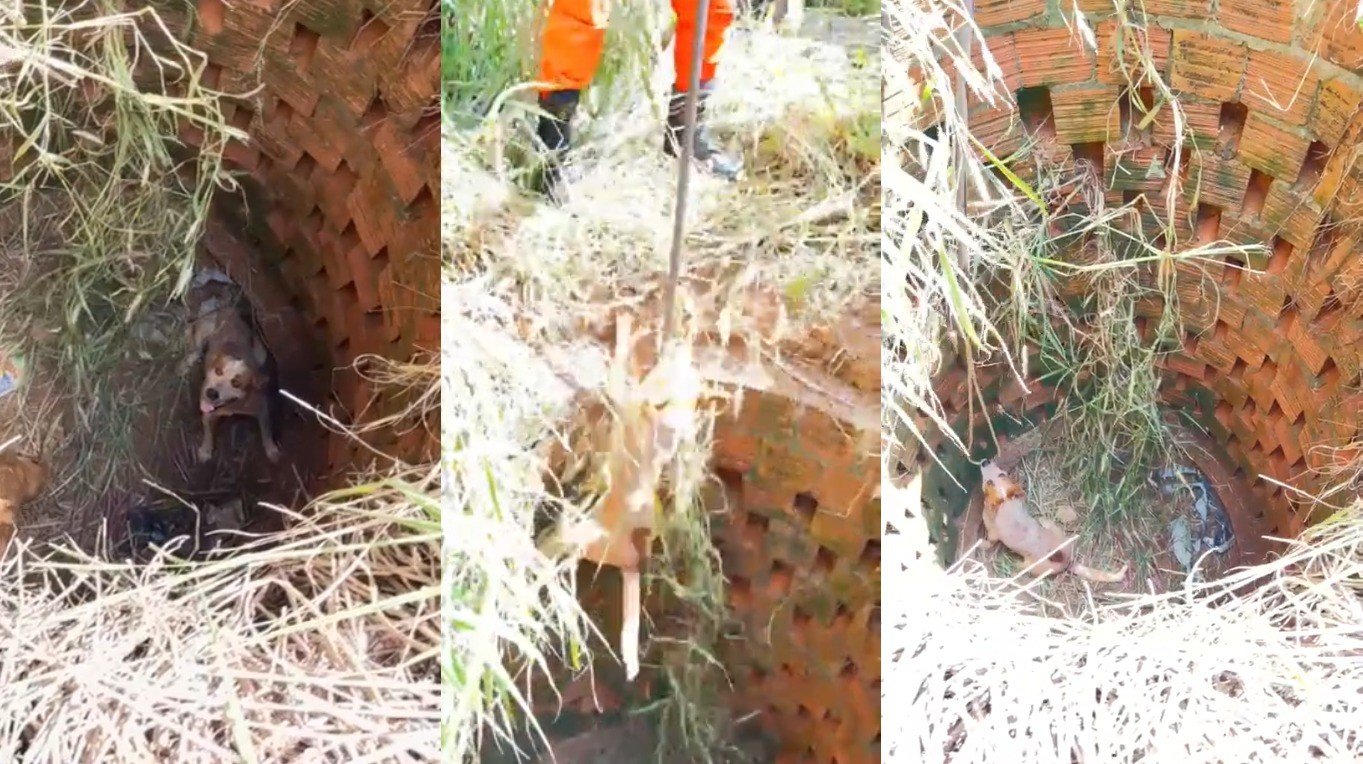 VÍDEO: cachorros caramelos são resgatados após caírem em fossa durante brincadeira em MT