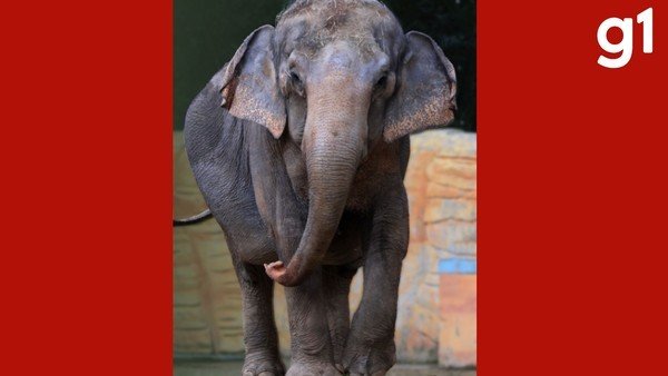 Elefanta Baby chega a santuário em MT após dois anos de espera desde fechamento de zoológico