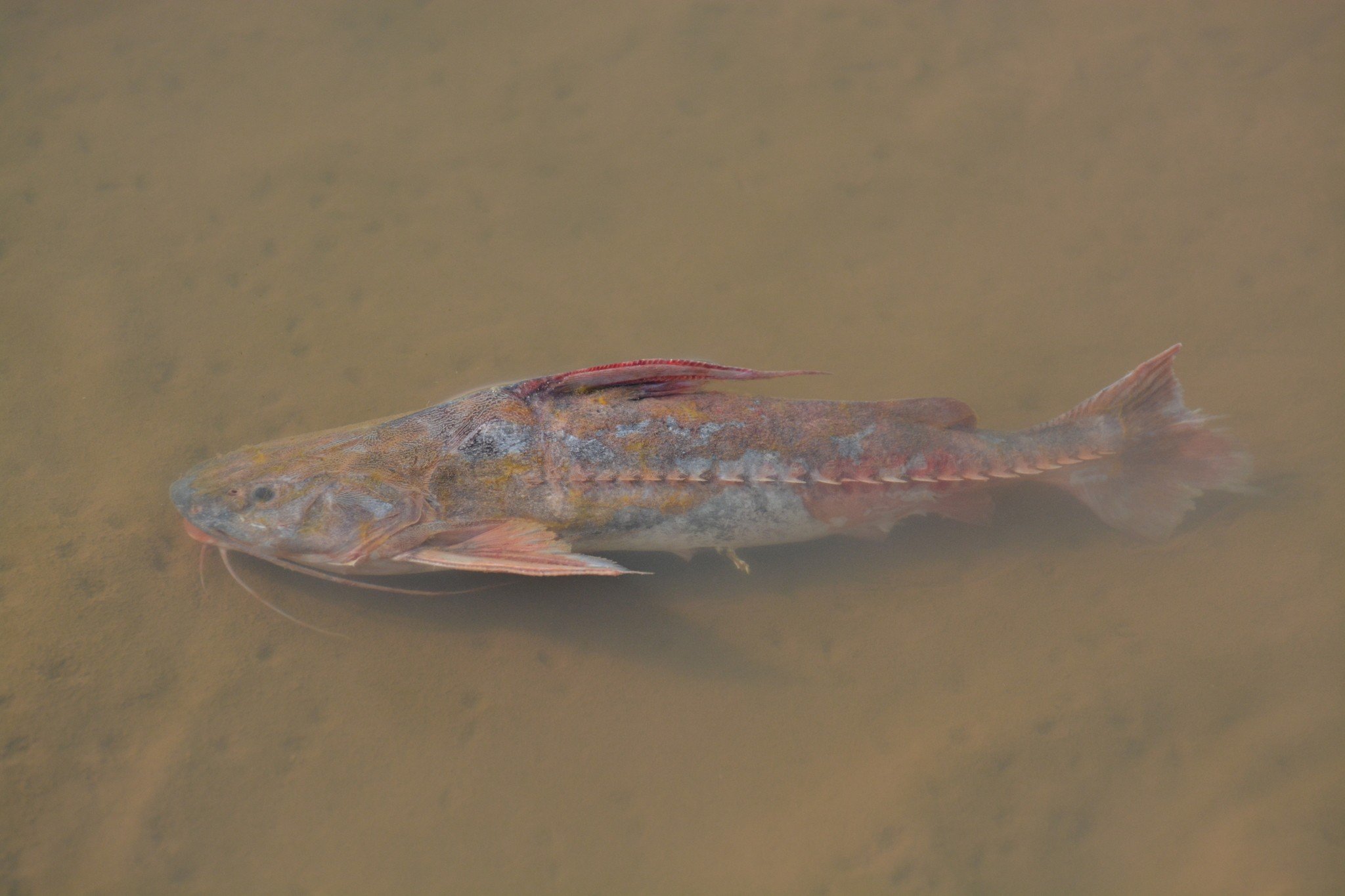 Peixe de 2ª se espalha no Rio Teles Pires e acende alerta para pescadores em MT
