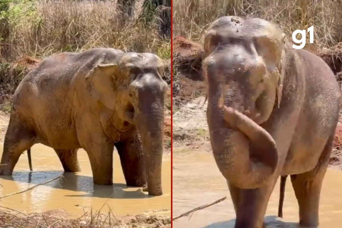 VÍDEO: elefante Sandro entra em lagoa pela primeira vez no Santuário em MT e demonstra musculatura debilitada