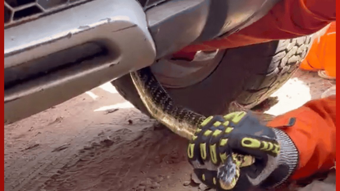 Vídeo: casal aciona bombeiros após encontrar cobra escondida dentro de carro em MT