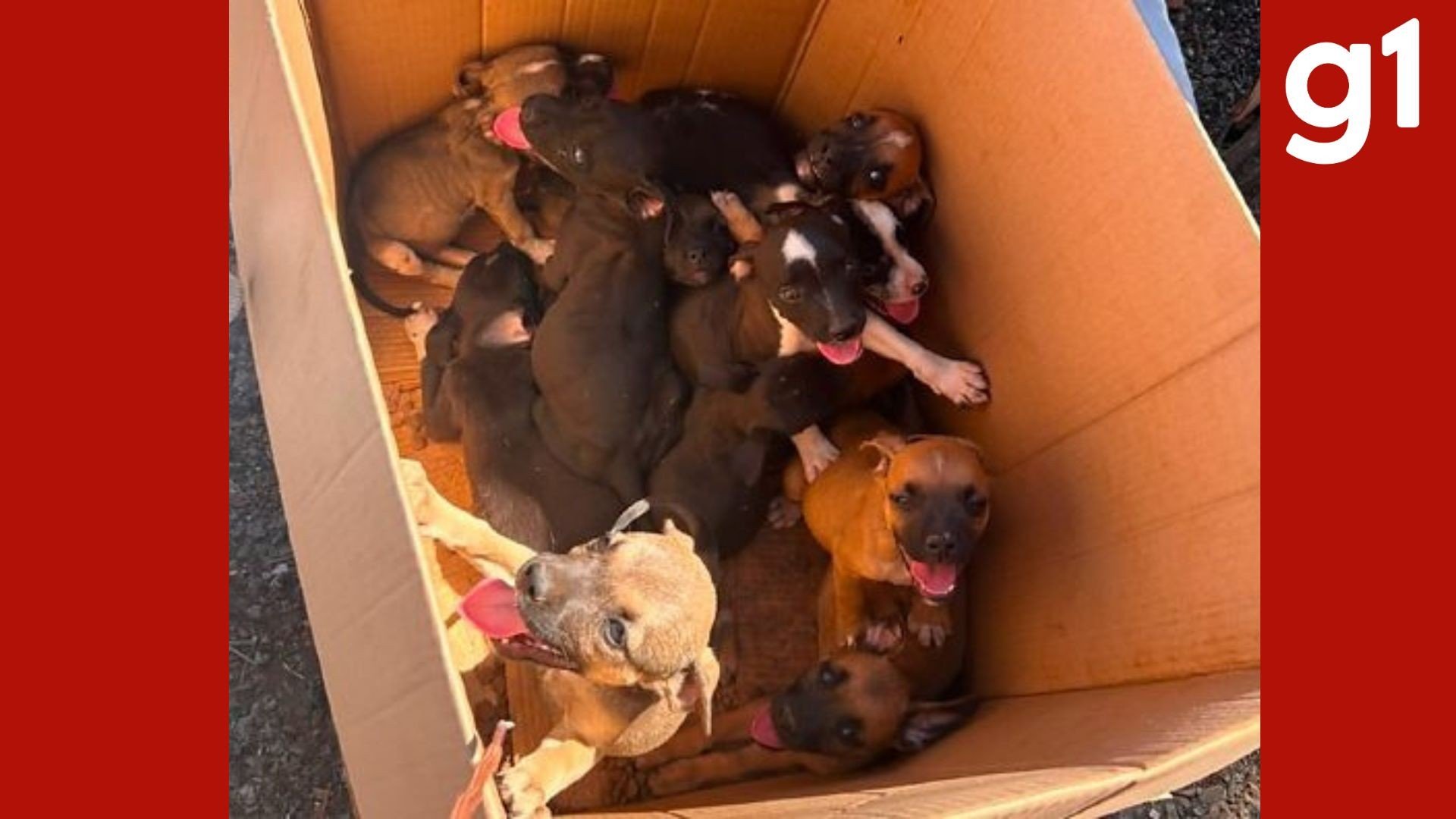 Homem é preso após abandonar mais de 10 filhotes de cachorro em estrada de MT