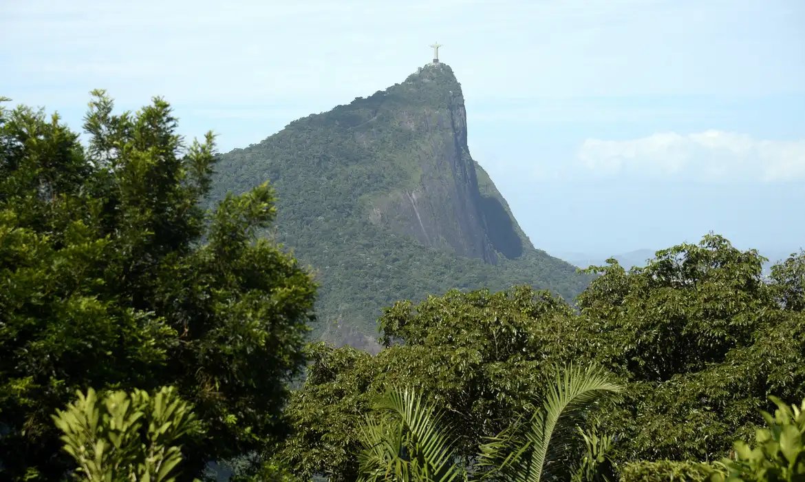 Estudo mostra o impacto das jaqueiras na Mata Atlântica