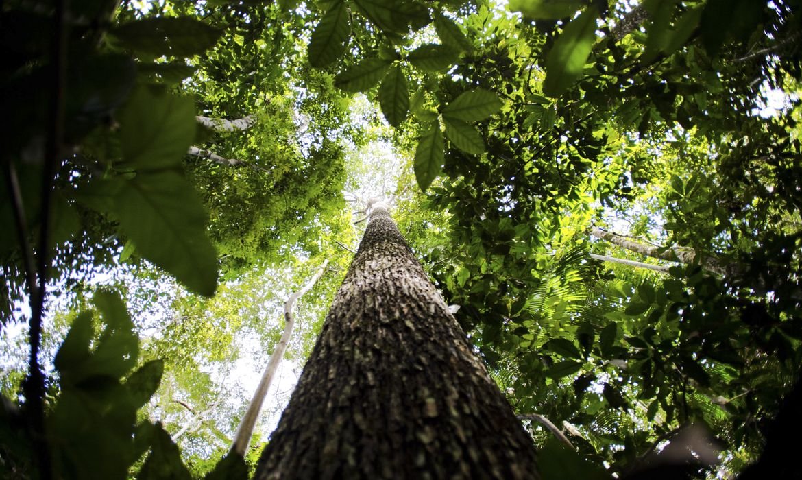 Falta de água pode prejudicar mais as plantas do que o calor